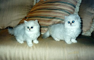 Marmews kittens at 8 - 9 weeks.