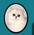 Kitty
