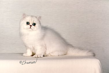 Marmews Mutza