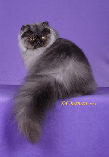 Couronne Cuba of Marmews