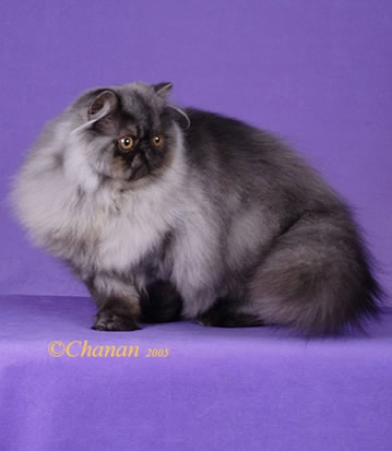 Couronne Cuba of Marmews