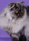 Couronne Cuba of Marmews