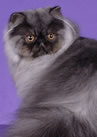 Couronne Cuba of Marmews