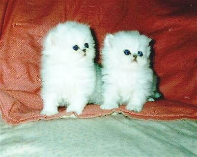 Marmews kittens at 6 weeks