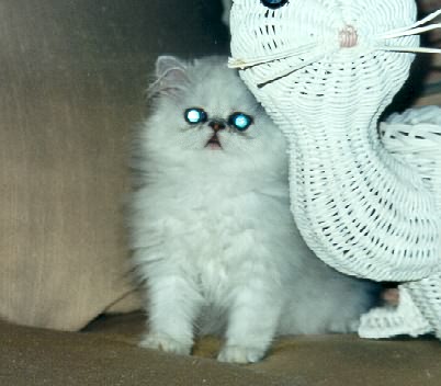 Marmews kitten 8 - 9 weeks old.