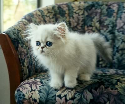 Marmews  kitten 9 weeks old.
