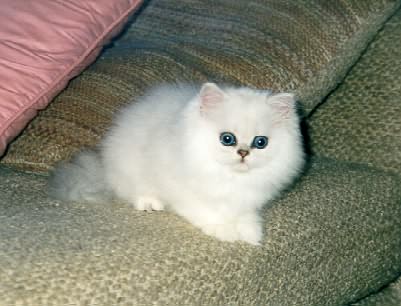 Marmews kitten 10 weeks old.