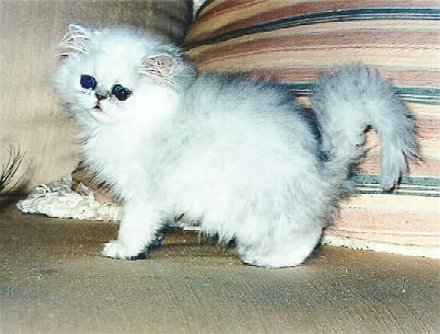 Marmews kitten at 8 weeks.